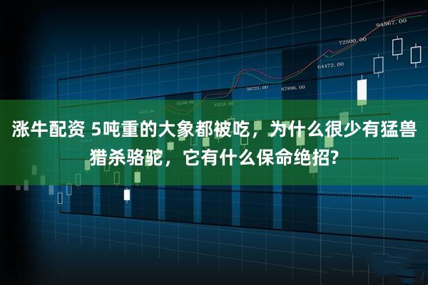 涨牛配资 5吨重的大象都被吃，为什么很少有猛兽猎杀骆驼，它有什么保命绝招?